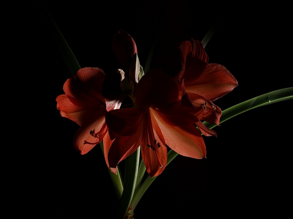 Amaryllis