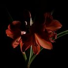 Amaryllis