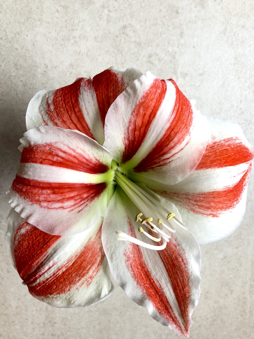 Amaryllis