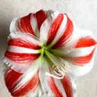 Amaryllis