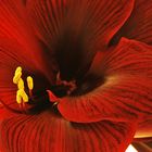 Amaryllis