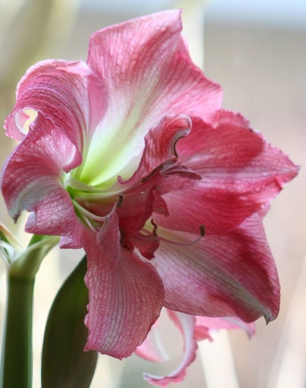 Amaryllis