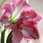 Amaryllis