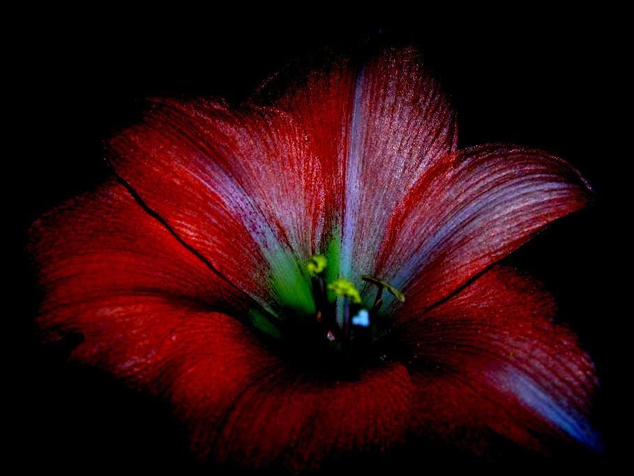 ~Amaryllis~