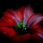 ~Amaryllis~