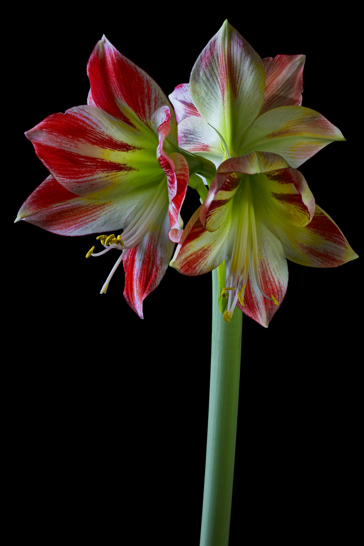 Amaryllis