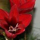 Amaryllis