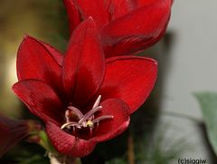 Amaryllis