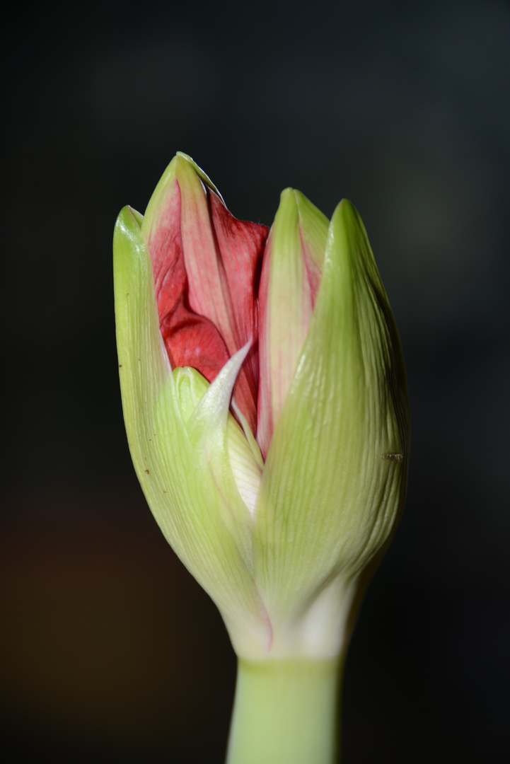 Amaryllis