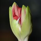 Amaryllis