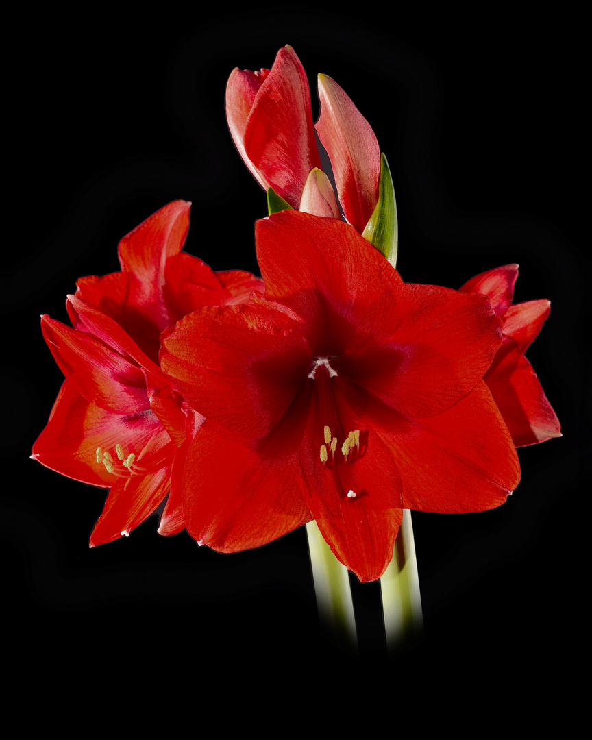 Amaryllis