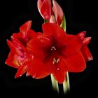 Amaryllis