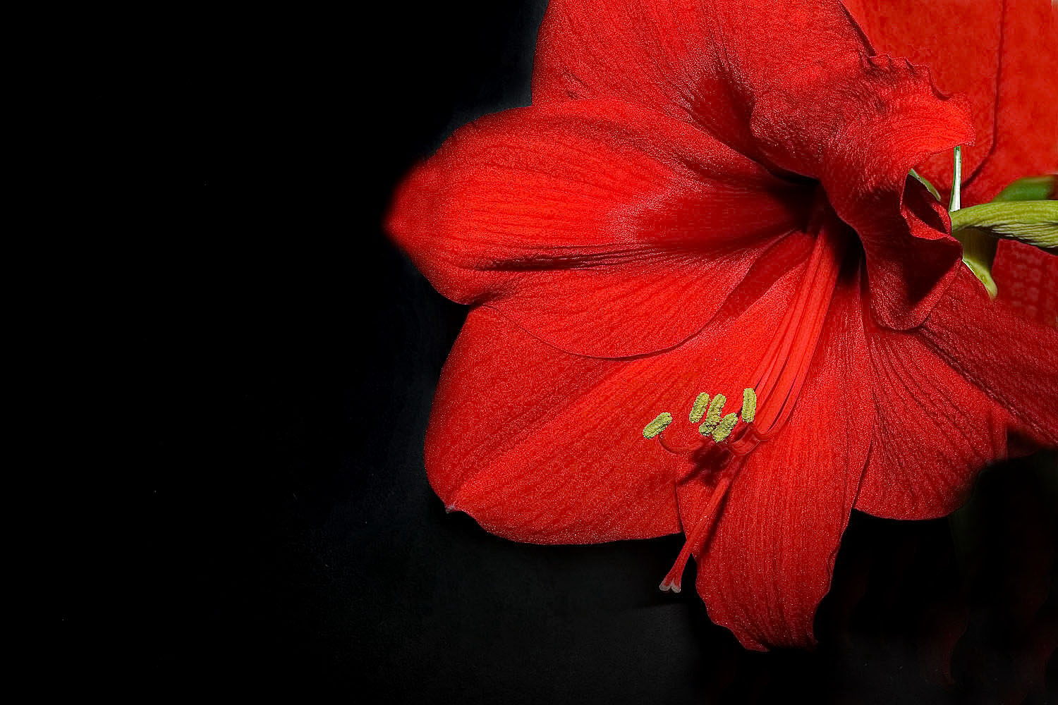 Amaryllis