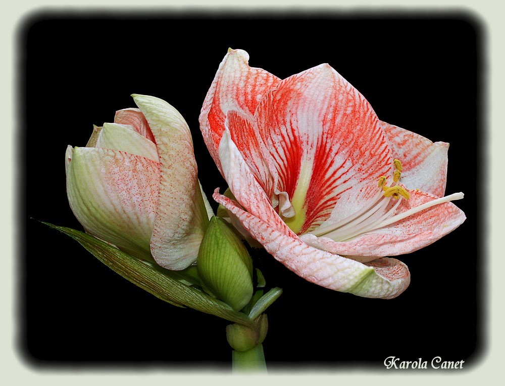 Amaryllis