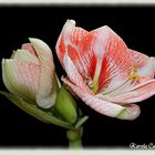 Amaryllis