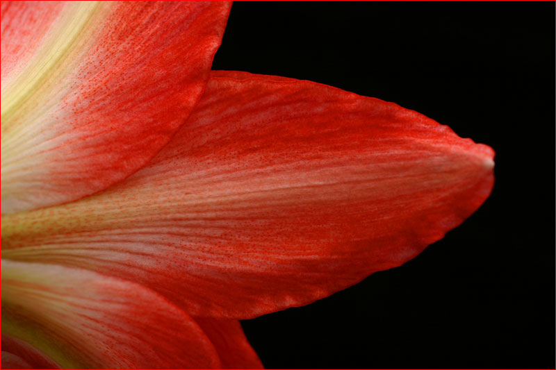 *Amaryllis*