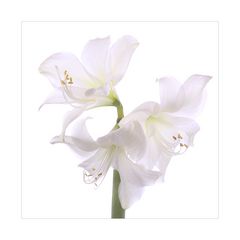 Amaryllis