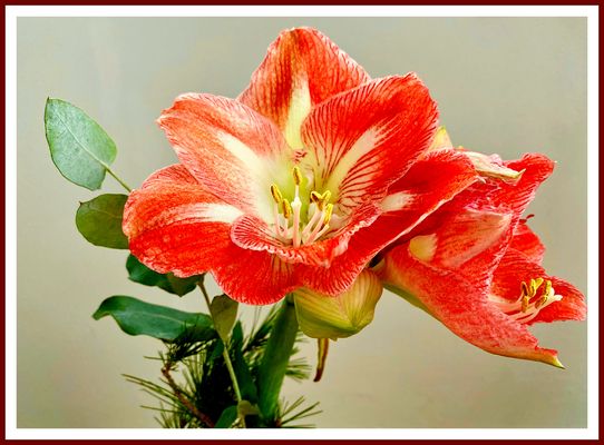 Amaryllis