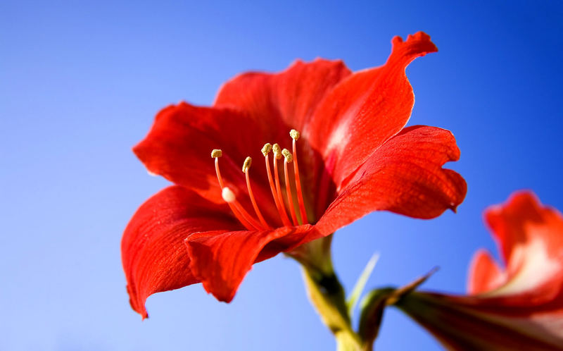 Amaryllis