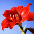 Amaryllis