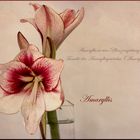 Amaryllis