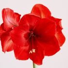 Amaryllis