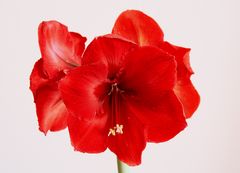 Amaryllis