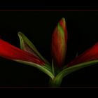 Amaryllis