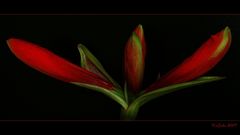 Amaryllis