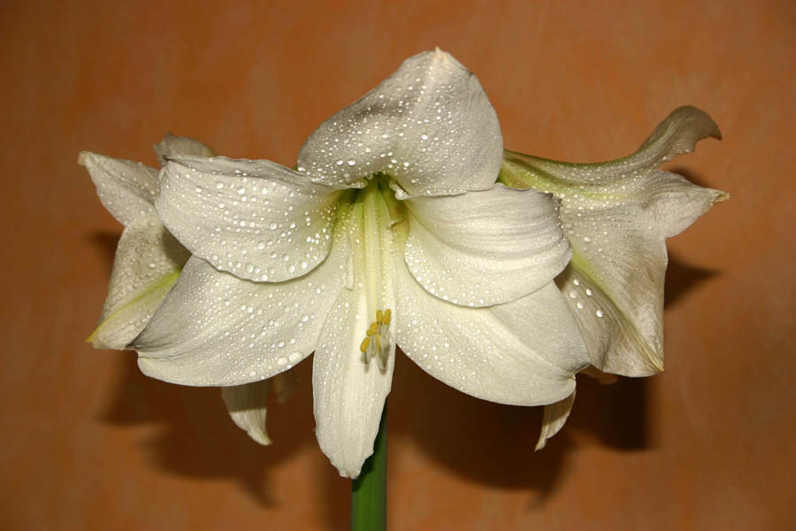 Amaryllis