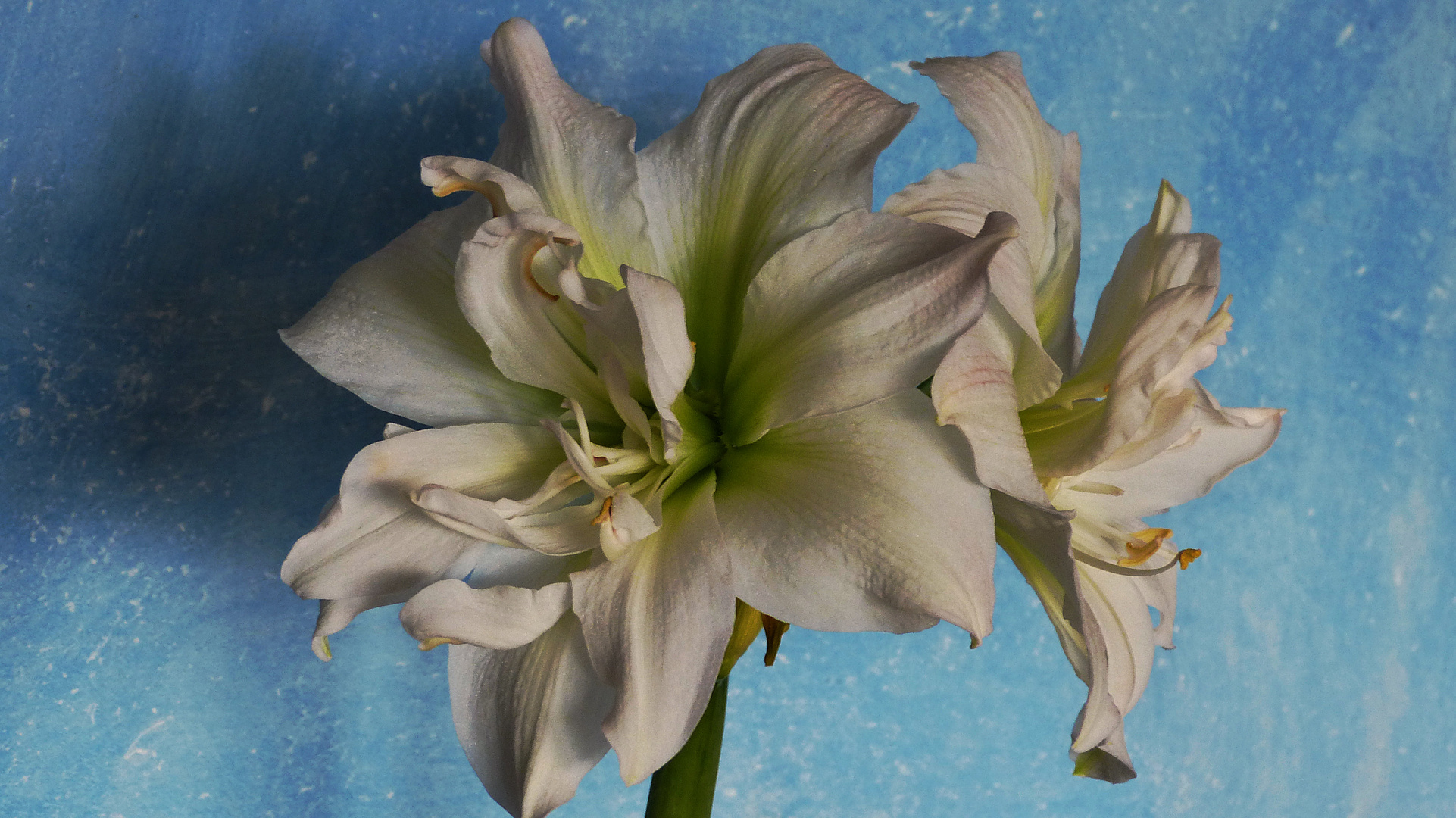 Amaryllis  