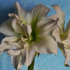 Amaryllis  