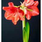 Amaryllis