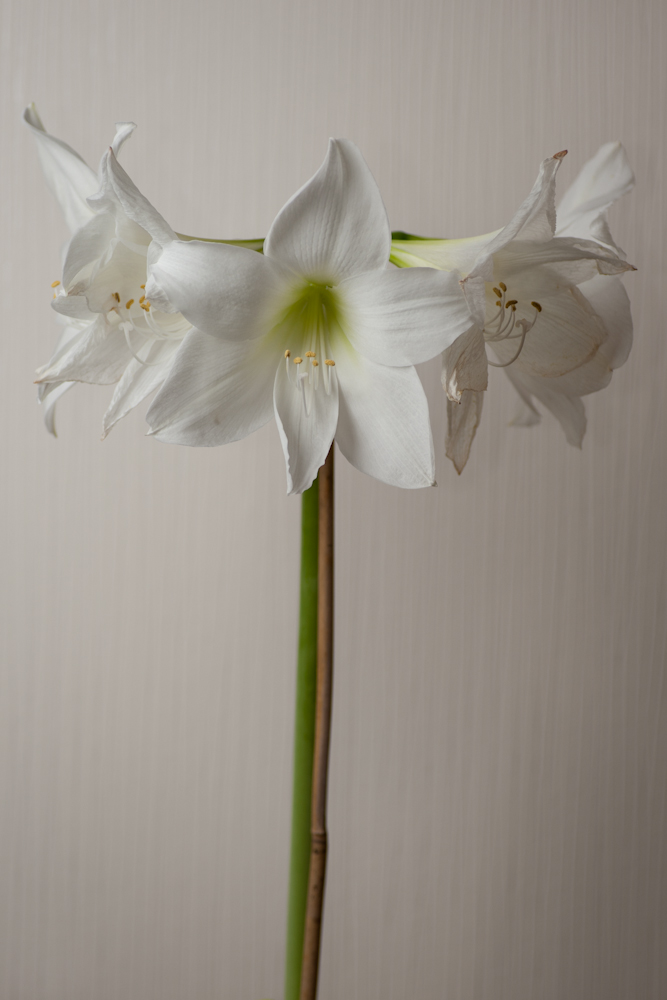 Amaryllis + 9 Tage