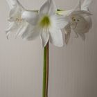 Amaryllis + 9 Tage