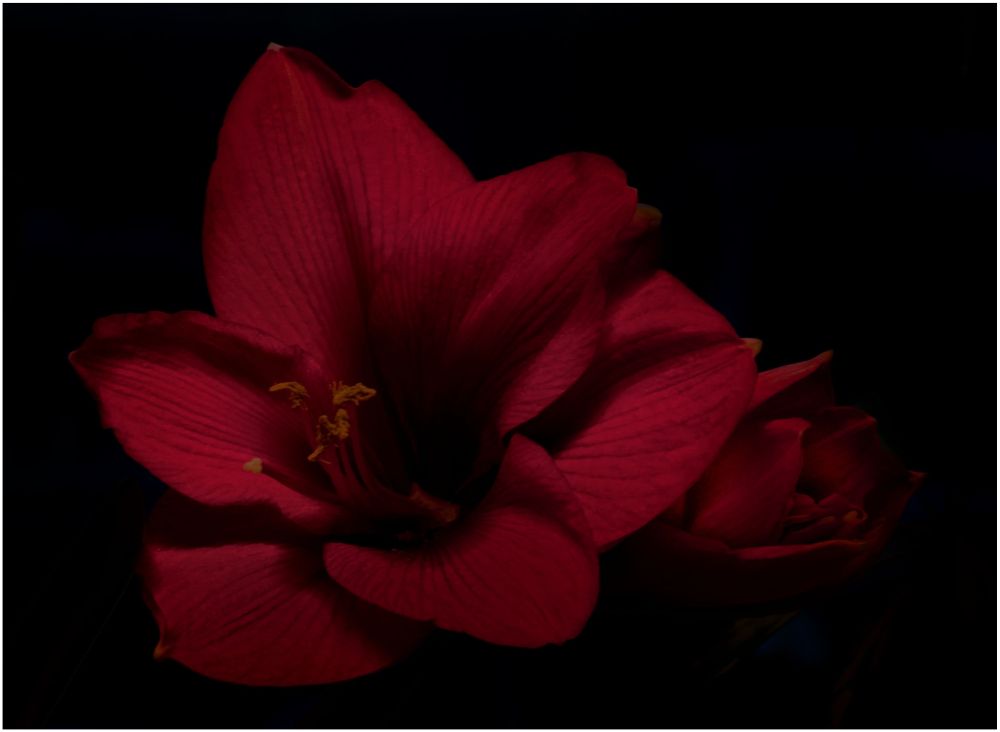 Amaryllis