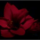 Amaryllis