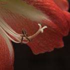 Amaryllis