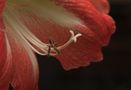 Amaryllis von Dirk Sparenberg