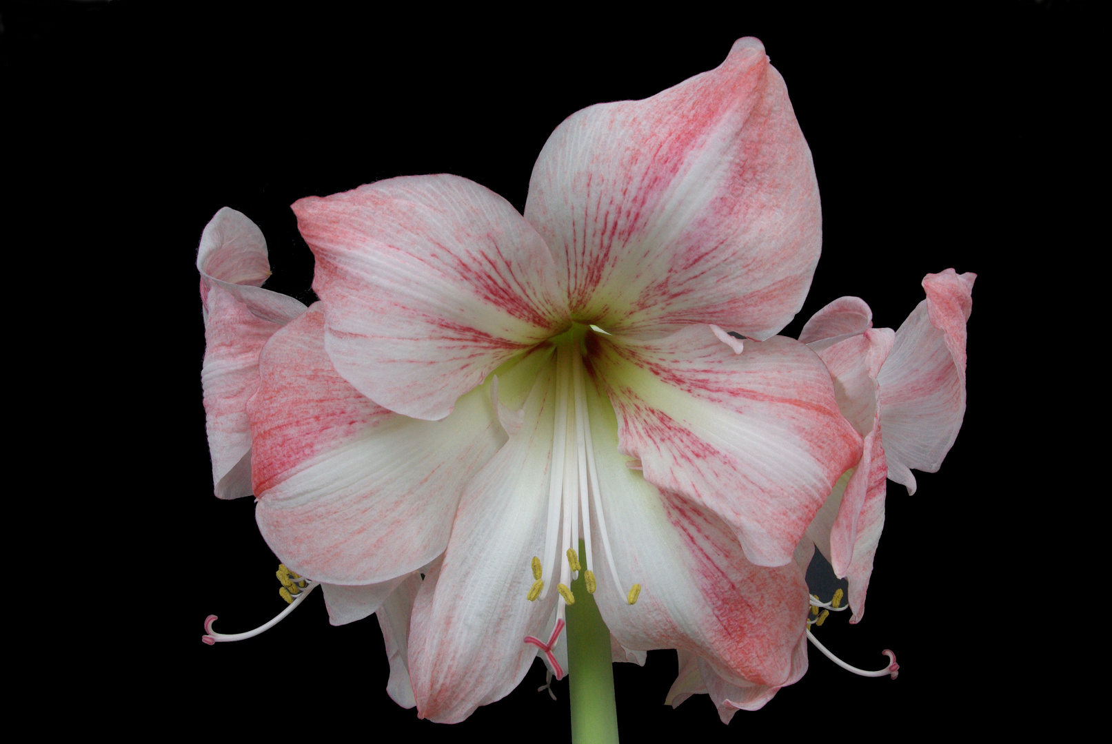 Amaryllis