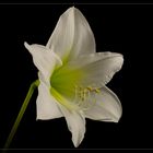 Amaryllis