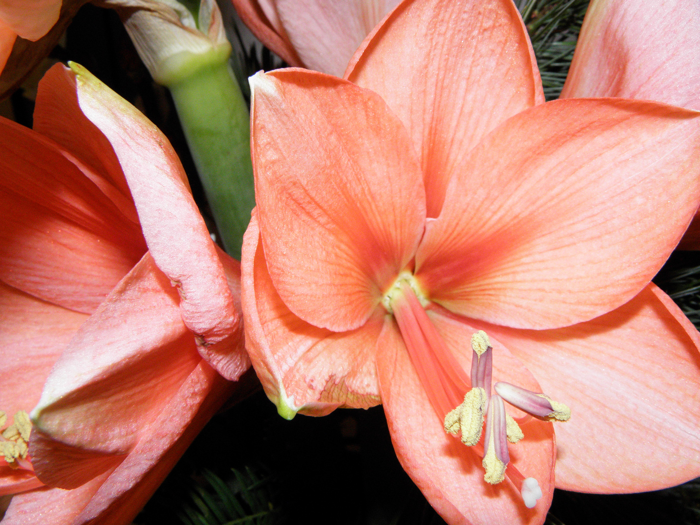 Amaryllis