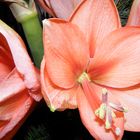 Amaryllis