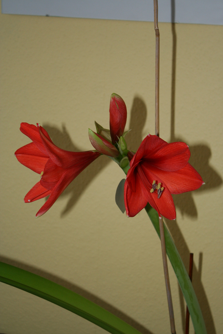 Amaryllis