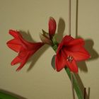 Amaryllis