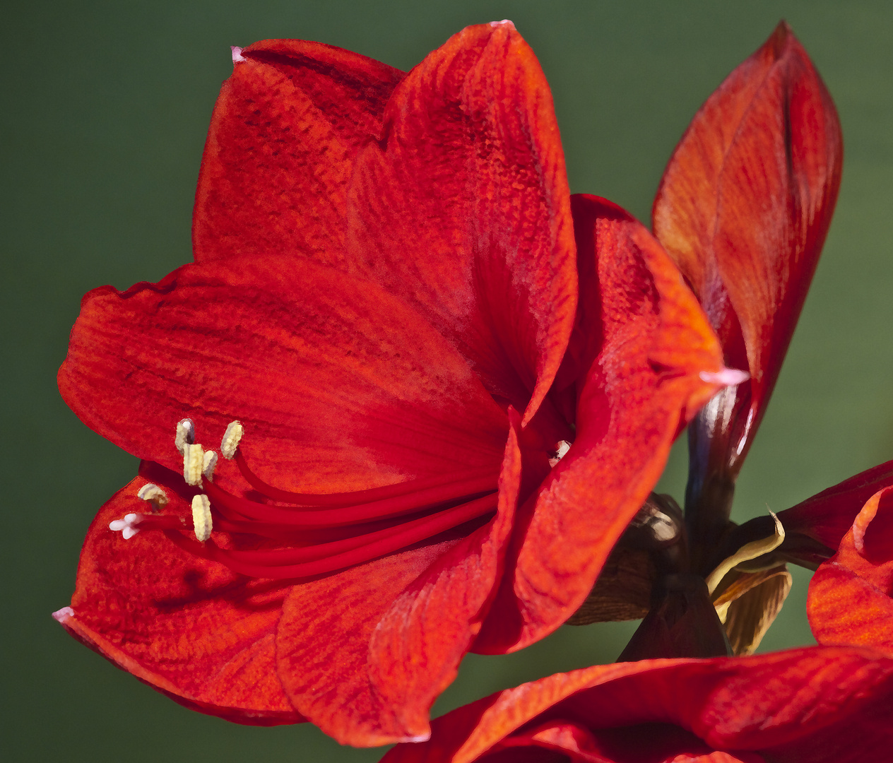 Amaryllis