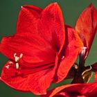 Amaryllis