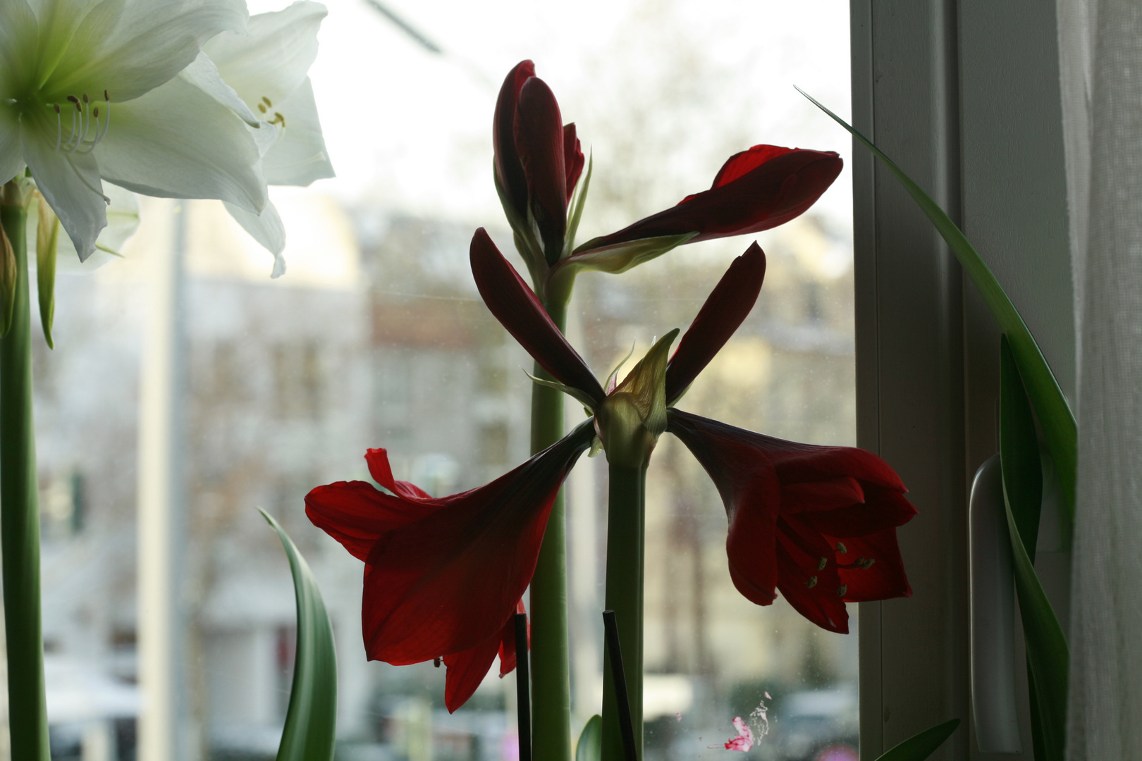 Amaryllis 