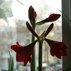 Amaryllis 