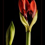 Amaryllis